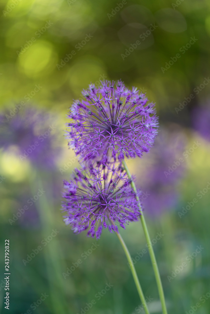Fototapeta premium Allium (is a genus of monocotyledonous flowering plants that includes hundreds of species, including the cultivated onion, garlic, scallion, shallot, leek, and chives.)