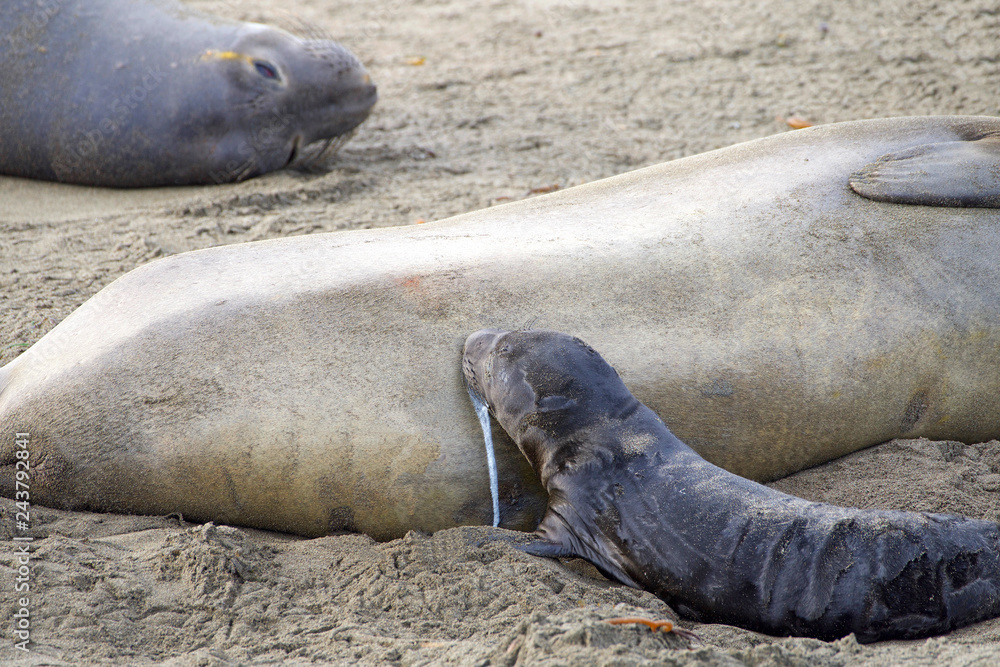Obraz premium newborn elephant seal pup nursing for the first time, messy, leaking milk. The mothers will fast and nurse up to 28 days, providing their pups with rich milk.