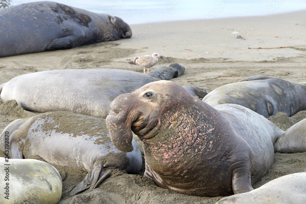 Fototapeta premium male elephant seal arched up viewing many elephant seals hauled out on a beach. Elephant seals breed annually and are seemingly faithful to colonies that have established breeding areas