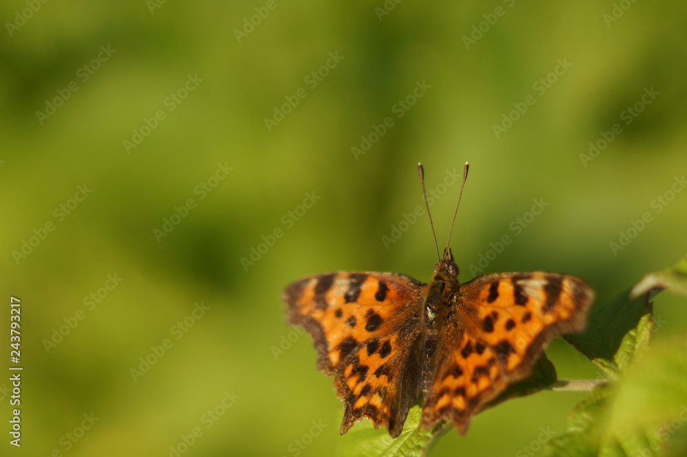 orange butterfly on green background orange butterfly on green background