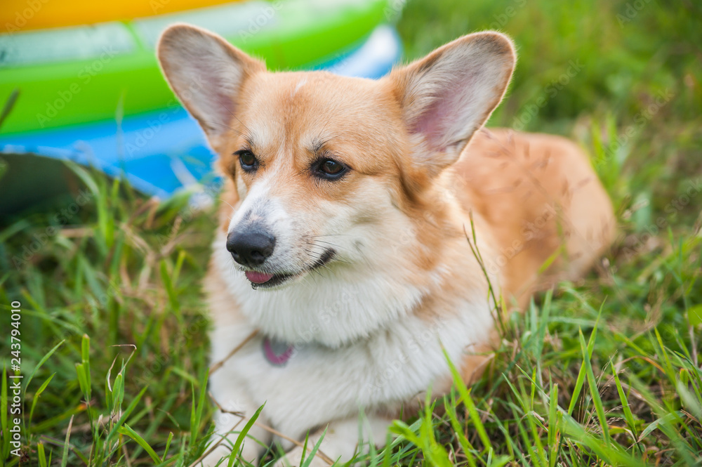 Happy purebred Corgi dog outdoors in the grass