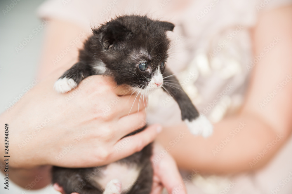Small black kitten in human hands.