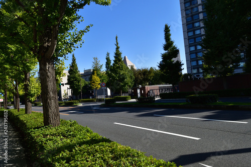東京メトロ永田町駅から国会図書館方面に向かう道路沿いの街路樹を国会図書館方面に向かって撮影した写真