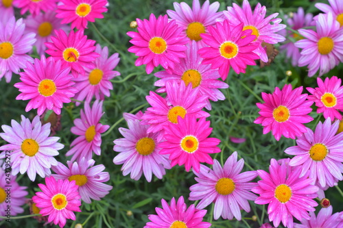 Flowers with high contrast pink and pale purple petals and bright yellow central parts with carpels and stamens.