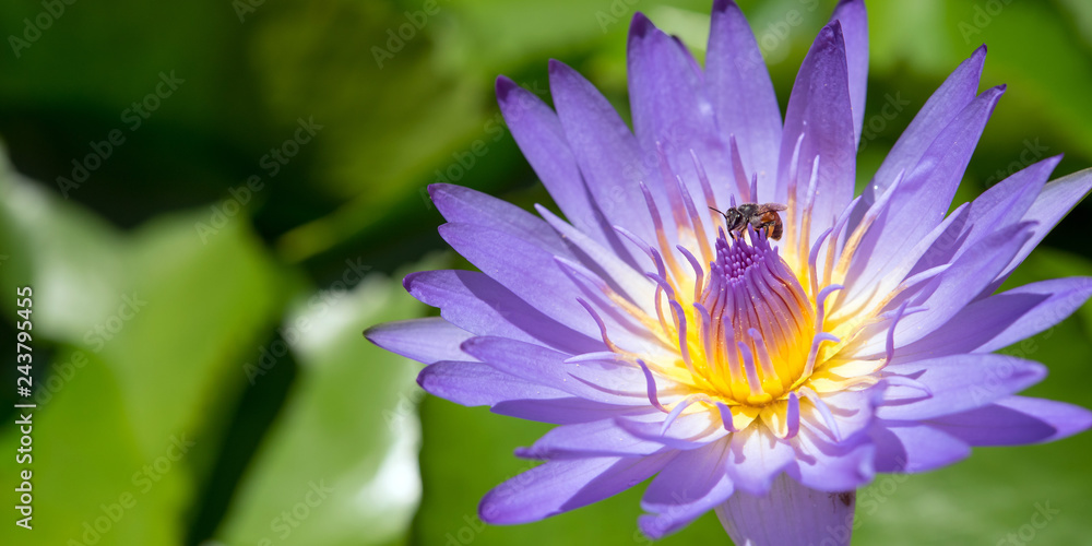 Water lily & bee, Hoi An, Vietnam 睡蓮とミツバチ(ベトナム・ホイアン) Water lily & bee, Hoi An, Vietnam 睡蓮とミツバチ(ベトナム・ホイアン)