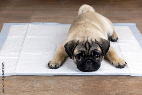 Puppy on absorbent litter,   accustom the dog to the toilet