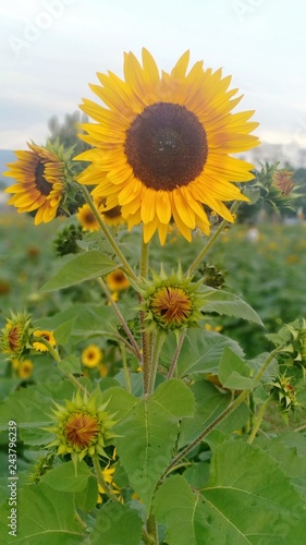 Sunflower volume 13689855