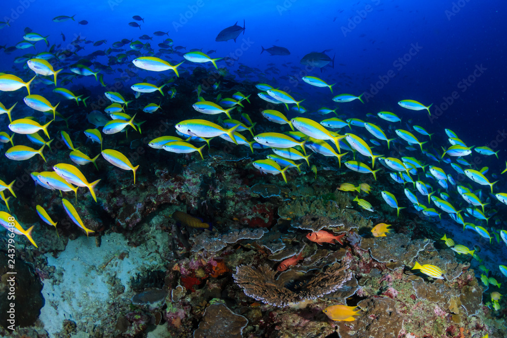 Obraz premium Colorful tropical fish around a healthy coral reef in Asia