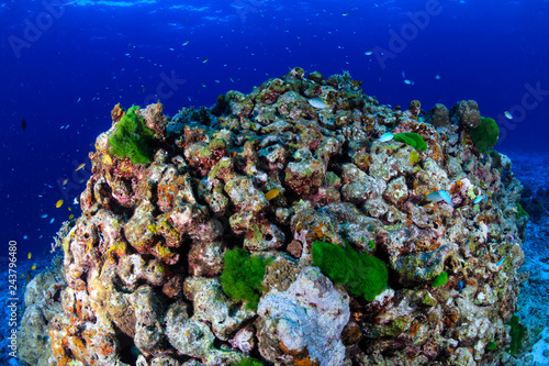A beautiful  colorful and healthy tropical coral reef