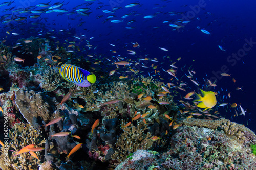 Fototapeta Naklejka Na Ścianę i Meble -  A beautiful, colorful and healthy tropical coral reef