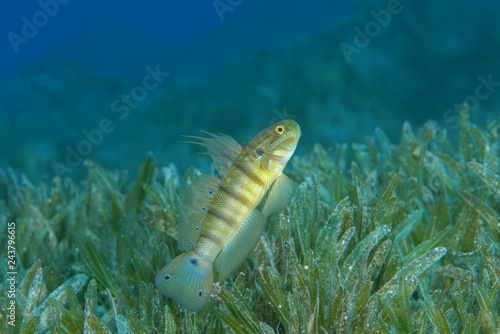 Whitelined Goby (Amblygobius albimaculatus) protects nest built in the seagrass, Red sea, Dahab, Egypt, Red Sea, Dahab, Egypt, Africa photo