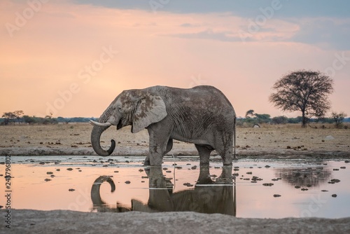African bush elephants drinking at waterhole in Nxai Pan National Park