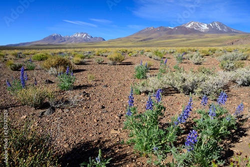 Landscape with Andean lupines (Lupinus mutabilis cruckshanksii), Reserva nacional Los Flamencos, near San Pedro de Atacama, Region de Antofagasta, Chile, South America photo