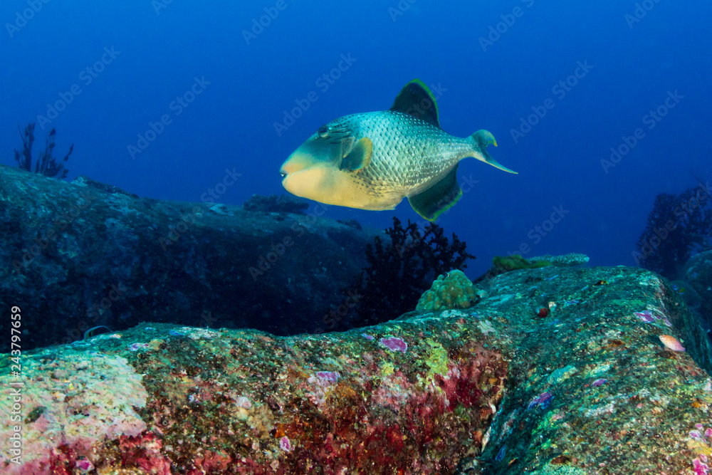 A yellow margin Triggerfish on a coral reef in Thailand A yellow margin Triggerfish on a coral reef in Thailand
