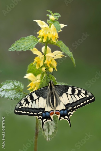 Swallowtail (Papilio machaon) an Nessel, Tyrol, Austria, Europe photo