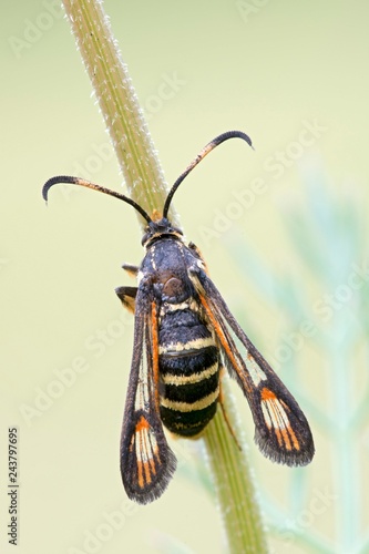 Wasp glasswingers or yellow-legged clearwing (Synanthedon vespiformis) at Halm, Burgenland, Austria, Europe