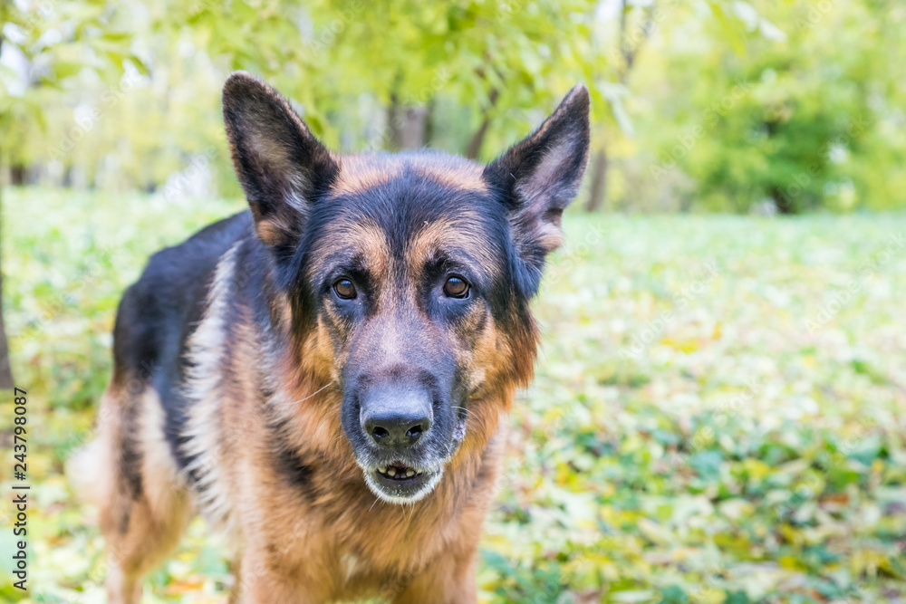 Dog German Shepherd outdoors in an autumn Dog German Shepherd outdoors in an autumn