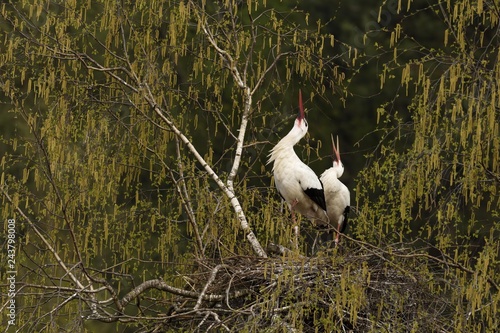 White storks (Ciconia ciconia), courtship couple on eyrie, Canton of Aargau, Switzerland, Europe