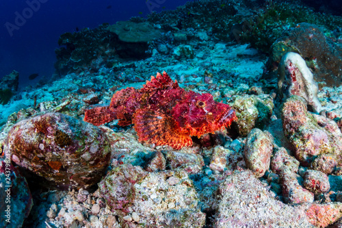 Brightly colored Bearded Scorpionfish on a coral reef © whitcomberd