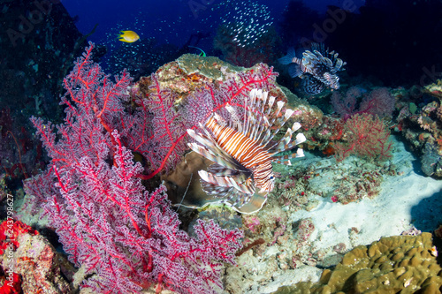 Fototapeta Naklejka Na Ścianę i Meble -  Colorful predatory Lionfish on a tropical coral reef at dusk