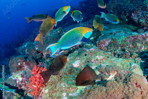 Colorful Parrotfish feeding on a tropical coral reef