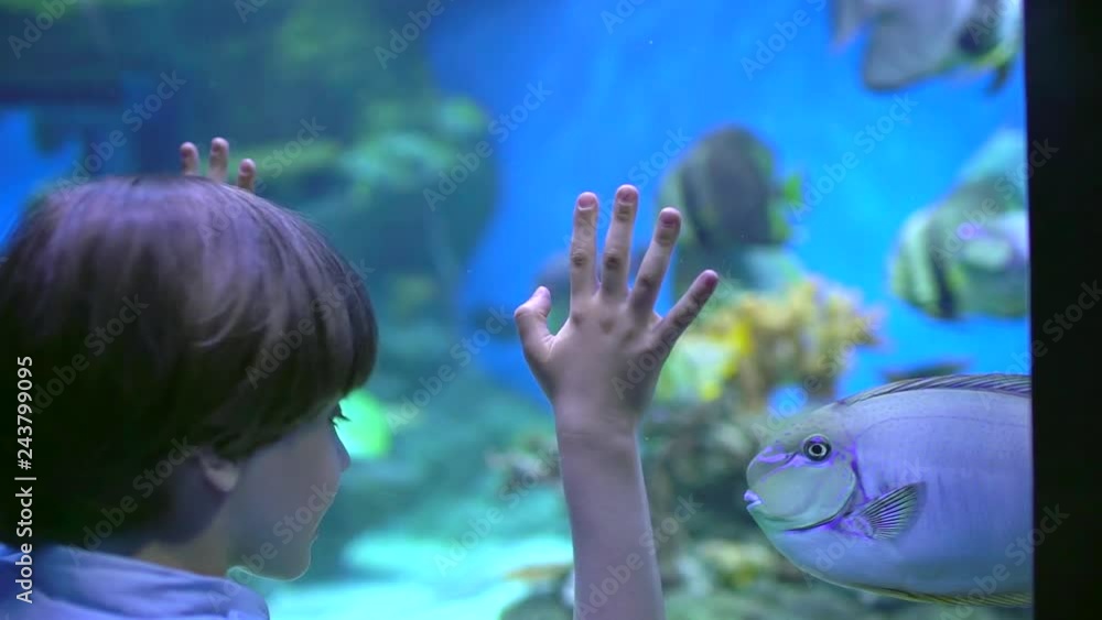 Child, little boy watching, looking fishes in under water aquarium in oceanarium. Pet shop. Boy looks at fish swimming, presses him nose against glass, fishes swiming in Aquarium Tank. zoo slow-motion