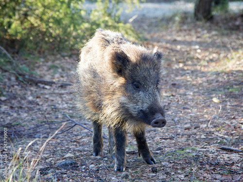 Small wild boar in the forest