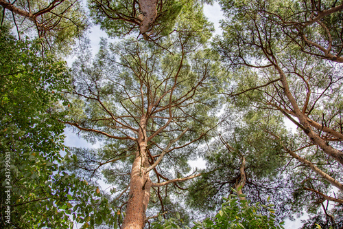 tree in the forest