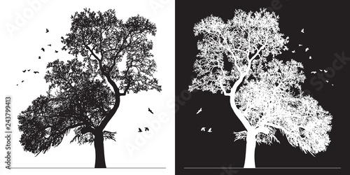 Tree silhouette and birds - black and white vector illustration. Realistic detailed graphic image of natural forest plant with bare branches without leaves.