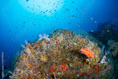 A beautiful, colorful and healthy tropical coral reef
