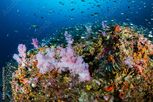 A beautiful  colorful and healthy tropical coral reef