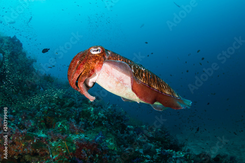 Pharaoh Cuttlefish on a colorful tropical coral reef