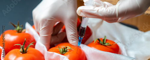 hand hold syringe and inject gmo in fresh tomato b