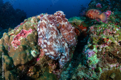 Large Day Octopus on a tropical coral reef (Richelieu Rock)