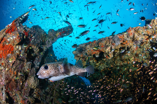 Large Porcupine Pufferfish on a colorful, old, underwater shipwreck in a tropical ocean