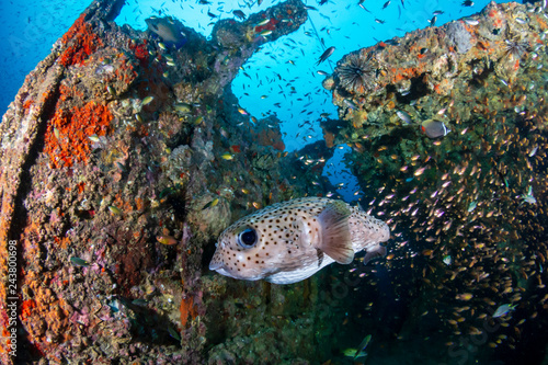 Large Porcupine Pufferfish on a colorful, old, underwater shipwreck in a tropical ocean © whitcomberd