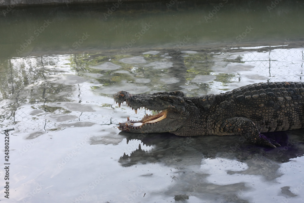 crocodile crocodile