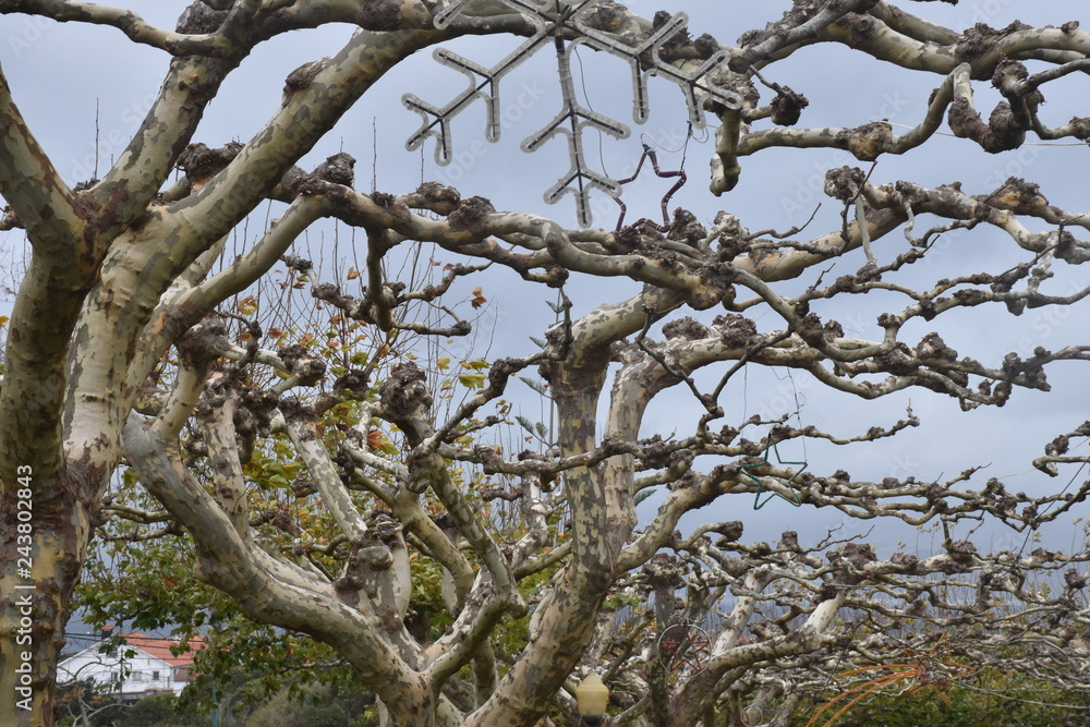 Bare tree on Pico island, Azores, Portugal