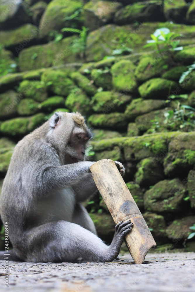 Obraz premium monkey bali