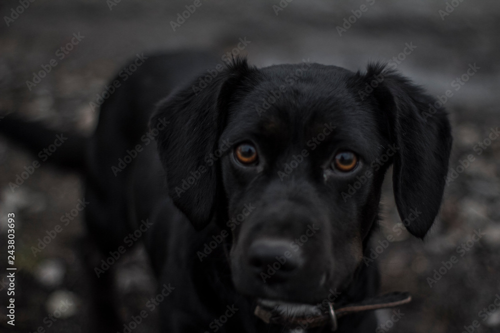 Hungry street dog with a sad look. Dramatic photo. For happiness, he needs only a house.