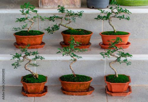 Chinese sageretia on the steps , sageretia theezans,small tree in pot,tree garden photo