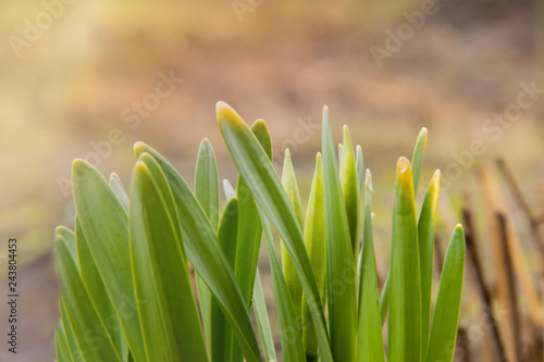 Canvastavla Young shoots, the first spring planting in garden