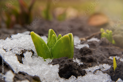 A hyacinth sprouts through the ground with snow in erly spring