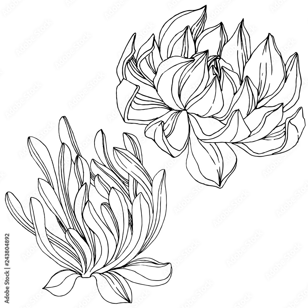 Vector Succulent floral botanical flower. Black and white engraved ink art. Isolated succulents illustration element. Vector Succulent floral botanical flower. Black and white engraved ink art. Isolated succulents illustration element.
