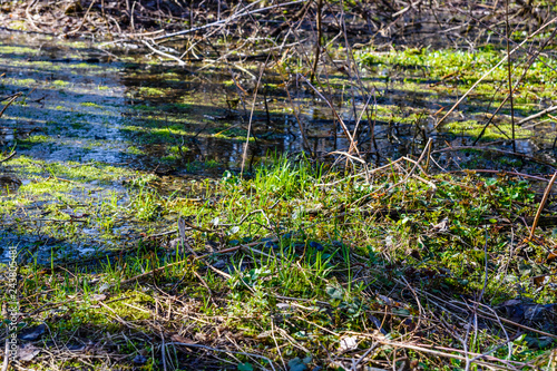 Swamp in the forest on early spring