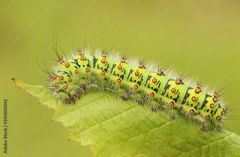 An Emperor moth Caterpillar (Saturnia pavonia) feeding on a bramble leaf. An Emperor moth Caterpillar (Saturnia pavonia) feeding on a bramble leaf.