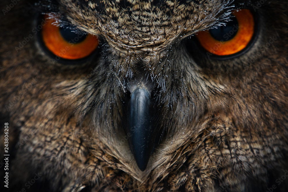 Owls Portrait. Owl eyes. - Image - obrazy, fototapety, plakaty 