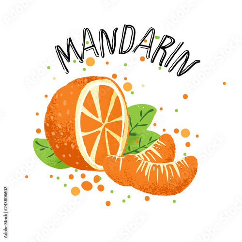 Vector hand draw orange mandarin illustration. Slice of orange tangerine with juice splashes isolated on white background. Textured mandarins citrus sketch, juice citrus fruit with word Mandarin on