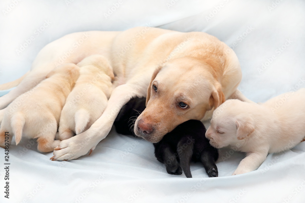 Milk for top labrador puppy