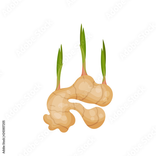 Young ginger root with green stems. Edible plant. Organic and healthy food. Natural product. Flat vector design